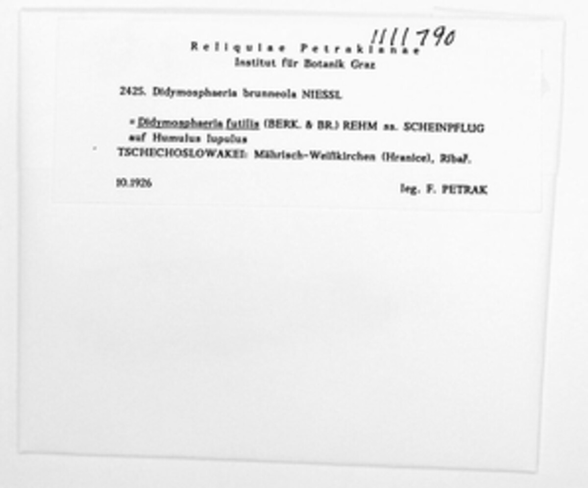 Didymosphaeria futilis image